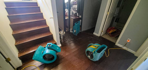 Best Carpet water damage restoration  in Licking, MO