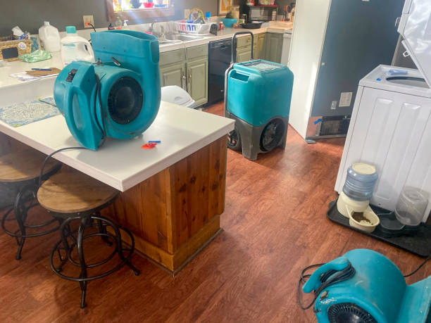 Best Professional water damage repair  in Licking, MO
